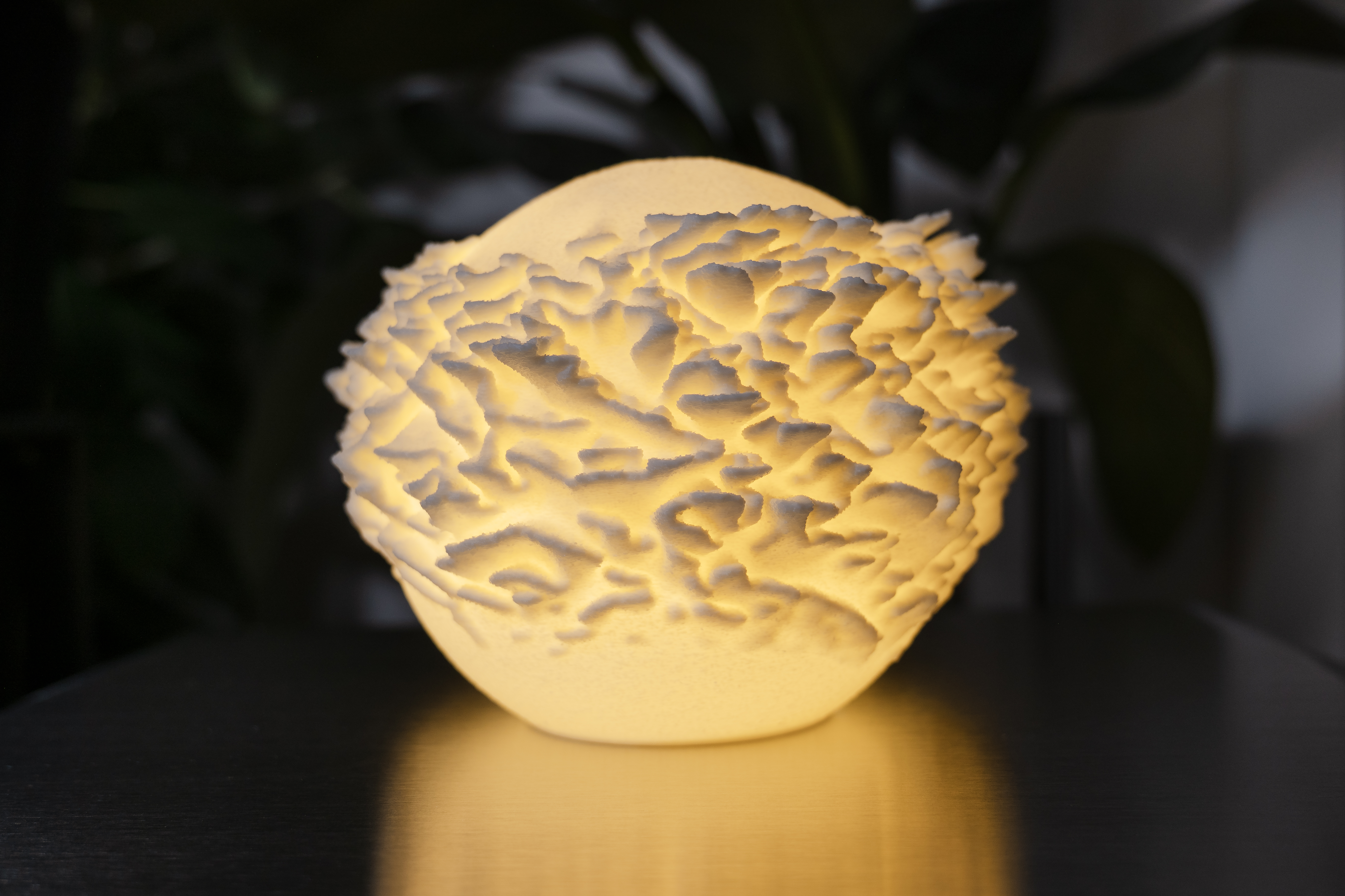 LEORA Plate Coral Mini - Yakın Çekim